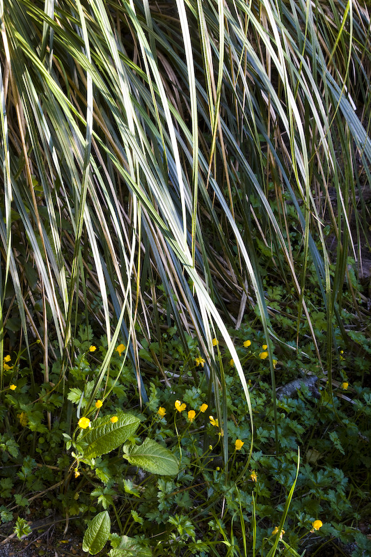 Understory Along Track